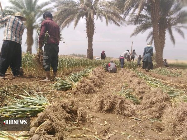 کشت سیر در استان کرمان یکی از برنامه‌های الگوی کشت است