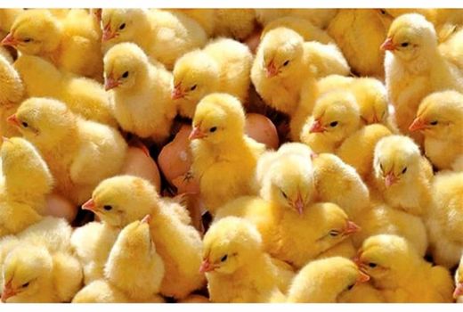 جوجه‌ریزی ماهانه  200 هزار قطعه‌ای در هشترود 