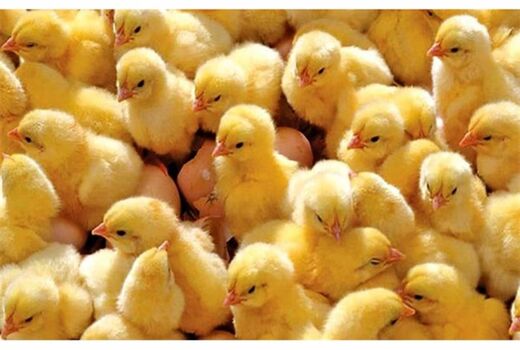 جوجه‌ریزی ماهانه  200 هزار قطعه‌ای در هشترود 