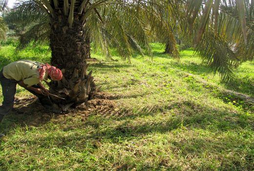 قیمت فعلی خرما به ضرر کشاورزان است 