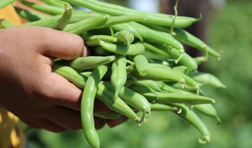 افزایش ۶۰ درصدی سطح زیرکشت لوبیا سبز در چهارمحال و بختیاری