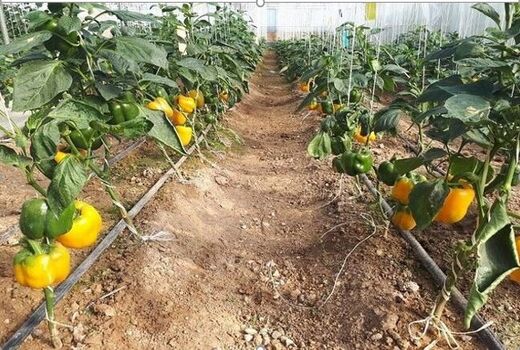 گلخانه داران با انگیزه صادراتی وارد کار شوند
