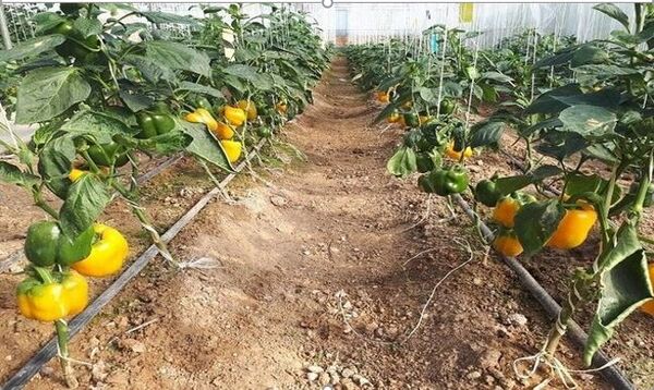گلخانه داران با انگیزه صادراتی وارد کار شوند