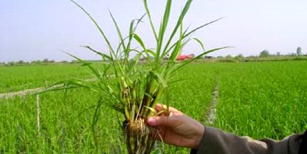  1650هکتار از مزارع رباط کریم علیه آفات و علف‌های هرز سمپاشی شدند