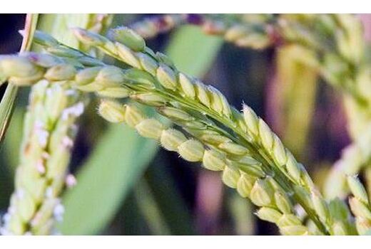 ظهور اولین خوشه برنج در شالیزارهای نور