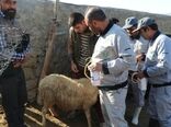 آغاز رزمایش جهاد دامپزشکی در استان خراسان شمالی و پیش بینی ۴۵۰ هزار خدمت در ۳ روز 