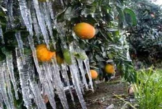 خسارت 9800 میلیارد ریالی سرما به کشاورزی فارس