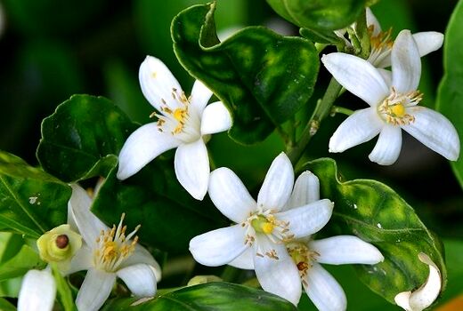 پیچش عطر بهار نارنج در بازارهای گیلان