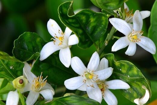 پیچش عطر بهار نارنج در بازارهای گیلان
