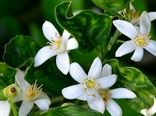 پیچش عطر بهار نارنج در بازارهای گیلان