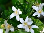 پیچش عطر بهار نارنج در بازارهای گیلان