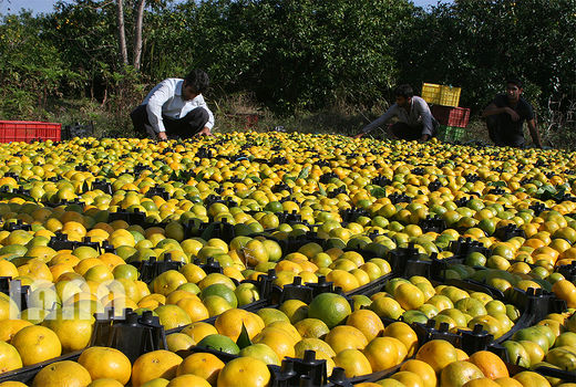سهم 47 درصدی محصولات باغی از صادرات بخش کشاورزی