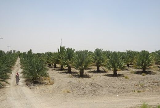 توسعه کشت خرمای صادراتی در سیستان و بلوچستان
