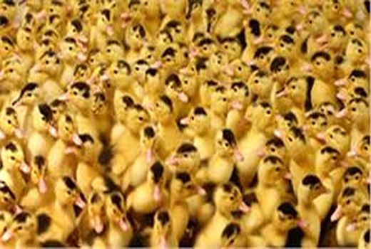 ورامین؛ تامین کننده ۷۰ درصد جوجه اردک در کشور
