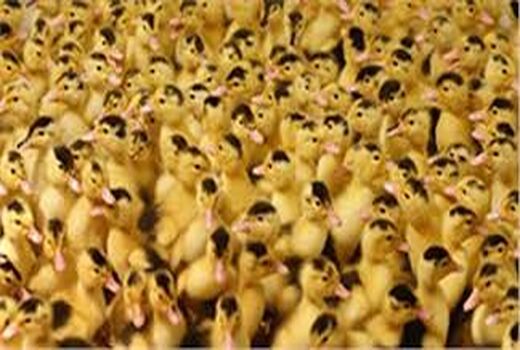ورامین؛ تامین کننده ۷۰ درصد جوجه اردک در کشور