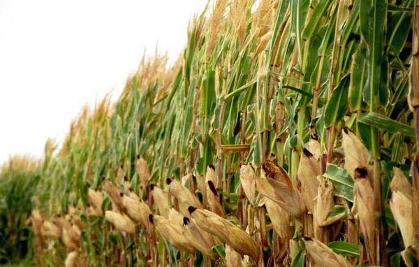 کاهش 12 درصدی سطح زیر کشت ذرت دانه‌ای خوزستان