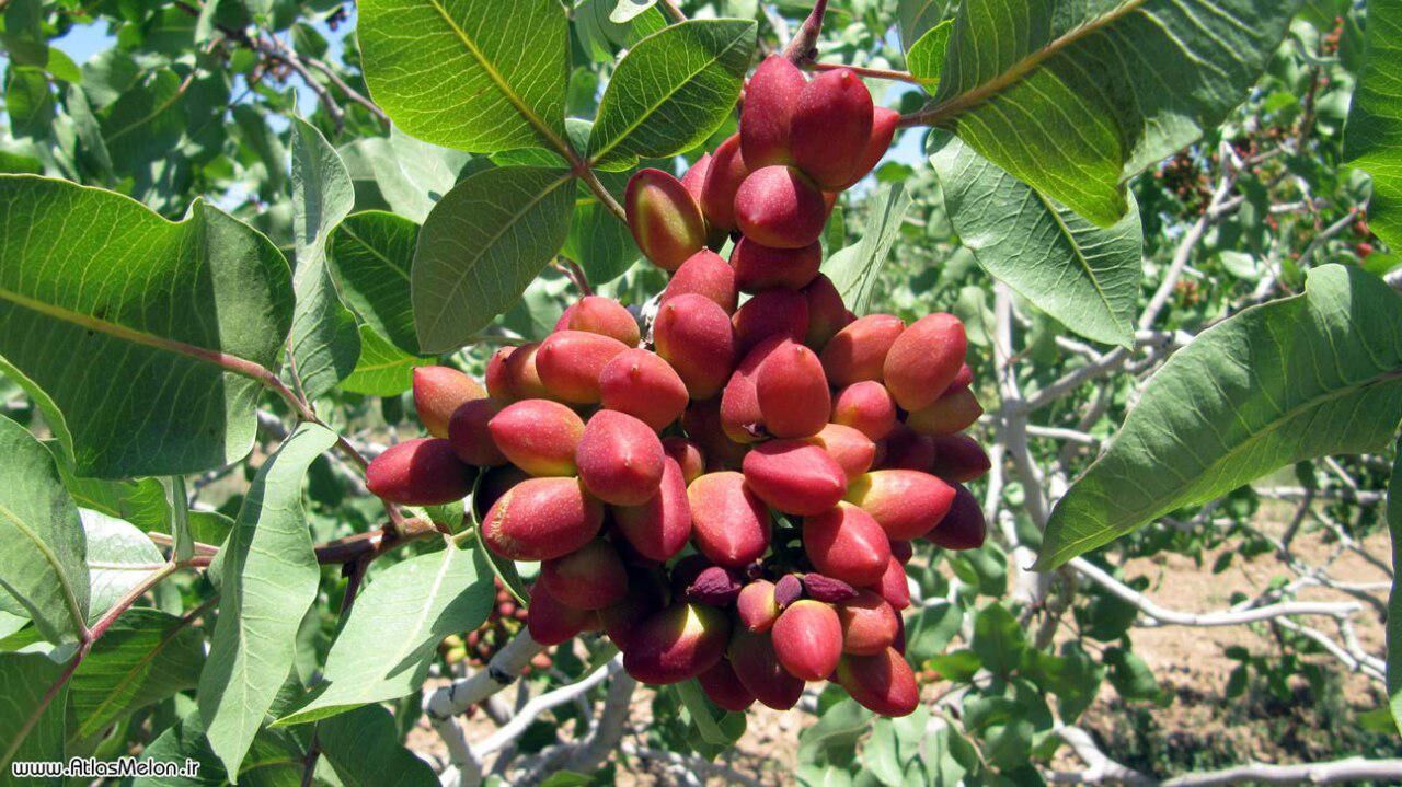 تسهیلات 83 میلیون ریالی برای پسته کاران