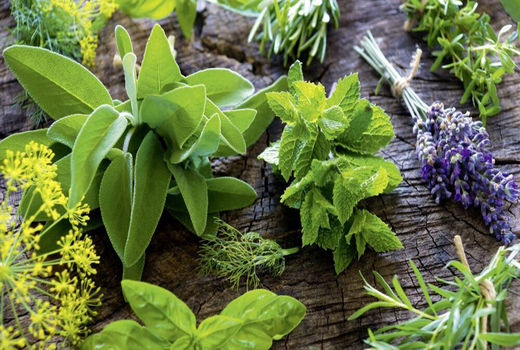 توسعه کشت گیاهان دارویی در خرمشهر