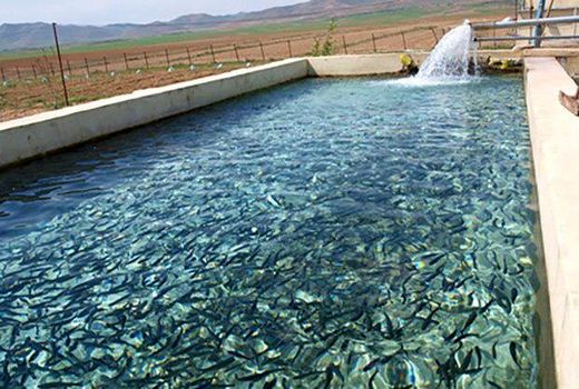 برداشت ماهی گرمابی از استخرهای ذخیره آب خراسان شمالی