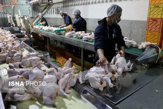 بیش از 9 هزار تن گوشت مرغ و بوقلمون در سه ماهه امسال روانه بازار چهارمحال و بختیاری شد