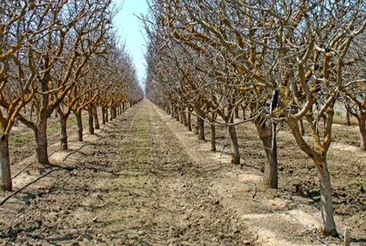 اثر روغن پاشی درختان میوه در کاهش جمعیت آفات زمستان گذران