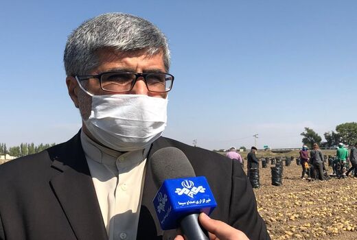 عرضه و تقاضای سیب زمینی در استان اردبیل متعادل می‌شود