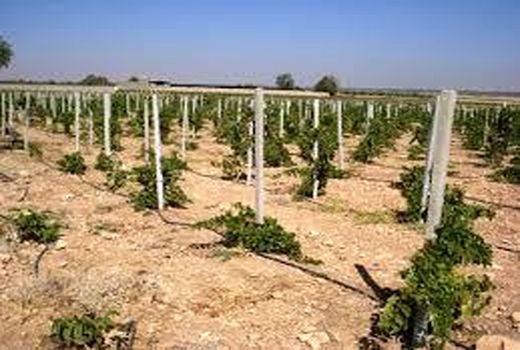یک‌هزار هکتار باغات آمل به سیستم نوین آبیاری مجهز شد