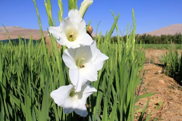 سرمایه‌گذاری ۵۵ میلیارد ریالی برای تولید گلایول در چهارمحال و بختیاری 