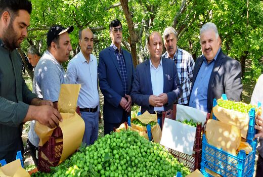 افزایش دو برابری تولید گوجه سبز در شهرستان شهریار 