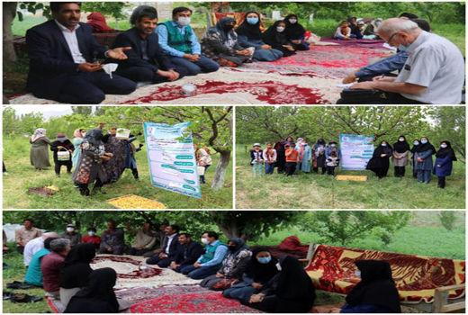 آغاز برداشت زردآلو در باغات شهرستان جلفا