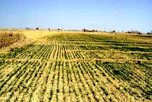 توسعه کشت کف کار در خرمشهر