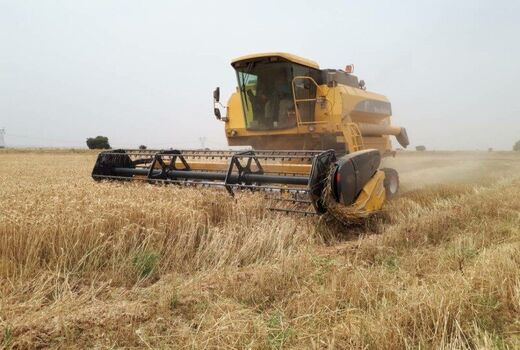 11 هزار تن بذر گندم برای سال زراعی 1400-1399 تامین می‌شود