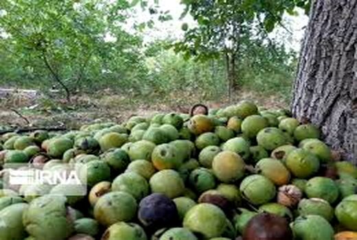 پیش‌بینی برداشت بیش از ۱۶۰۰ تن گردو در خوزستان