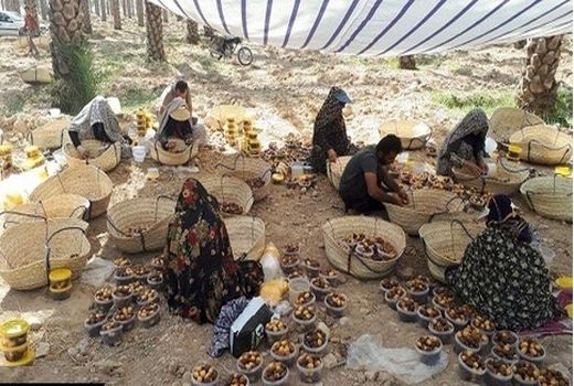 برداشت خرما از نخلستان های کازرون آغاز شد 