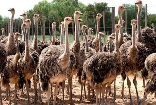 سالانه ۲۰۰ تن گوشت شترمرغ در کردستان تولید می شود