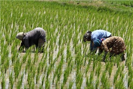 برداشت محصول برنج در شهرستان چرداول آغاز شد