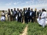 وزیر جهاد کشاورزی از مزارع حنا در شهرستان دلگان بازدید کرد