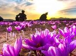 خشکسالی علت کاهش ۷۵ درصدی تولید زعفران در سرایان