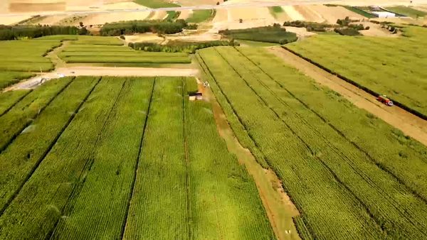 برداشت ذرت علوفه ای از مزارع چهارمحال و بختیاری پایان یافت