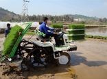 رشد 20 درصدی نشاء مکانیزه برنج در نور