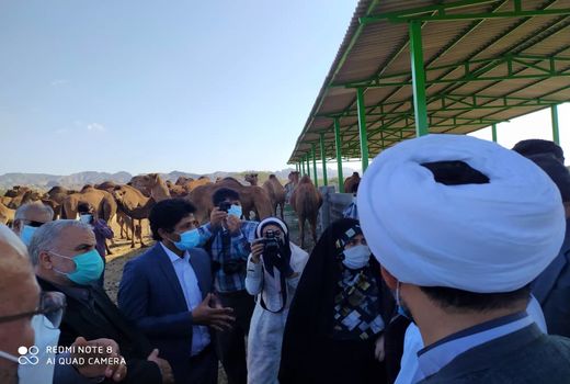 بازدید از طرح پرورش شتر داشتی در سیریک استان هرمزگان