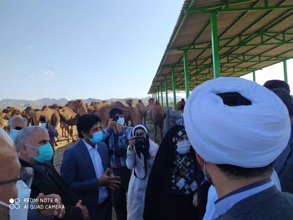 بازدید از طرح پرورش شتر داشتی در سیریک استان هرمزگان