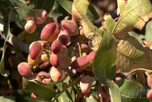 آغاز برداشت پسته از باغ‌های آران و بیدگل