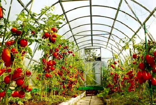 برداشت قریب به 2000 تن گوجه فرنگی از گلخانه‌های شهرستان بم