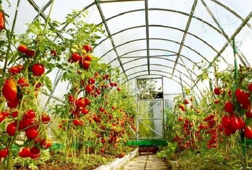برداشت قریب به 2000 تن گوجه فرنگی از گلخانه‌های شهرستان بم
