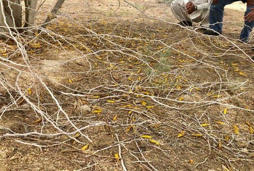 مبارزه با ملخ صحرایی در سیستان و بلوچستان به 3400 هکتار رسید