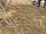 مبارزه با ملخ صحرایی در سیستان و بلوچستان به 3400 هکتار رسید