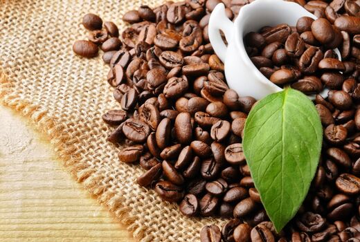 تبدیل تفاله قهوه به کود طبیعی در غزه