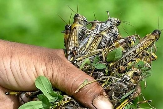 مقابله با ملخ مراکشی به روش‌های علمی و همکاری کشاورزان نیاز دارد