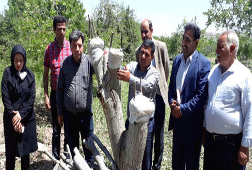 اجرای عملیات تعویض تاج درختان گردو در شهرستان جلفا